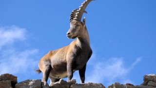 Daniel 8: The Vision of a Ram and a Goat