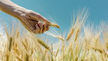 Photo of a hand grabbing wheat grains in a field to illustrate the article Did Jesus Keep the Sabbath Day?