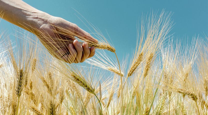 Photo of a hand grabbing wheat grains in a field to illustrate the article Did Jesus Keep the Sabbath Day?