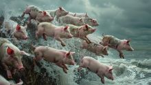 Illustration of pigs leaping into the water to illustrate the article 