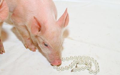 Photo of a piglet looking at a string of pearls to illustrate the article Do Not Cast Pearls Before Swine