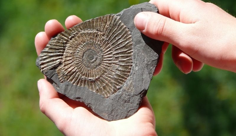 The Fossil Record and Creation