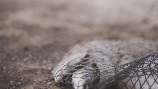 Messiah’s Message: Gospel of the Kingdom