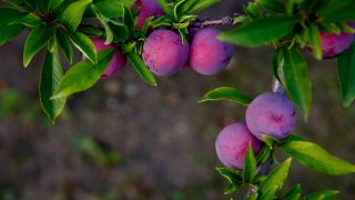 Works or Grace: Which Is Necessary for Salvation?