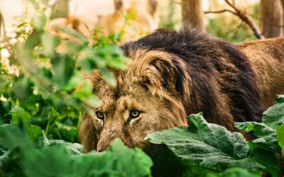 How to Overcome Attacks From the Enemy
