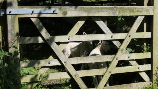 “I Am the Door of the Sheep”