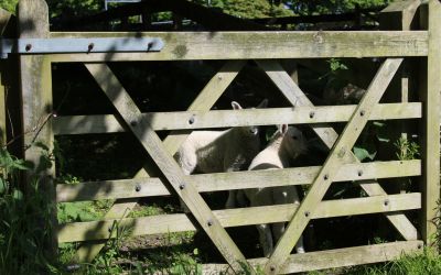 Photo of sheep behind a gate to illustrate the article “I Am the Door of the Sheep”