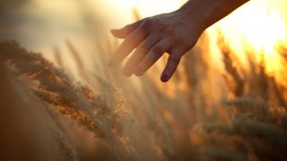 The Last Great Day: The Final Harvest