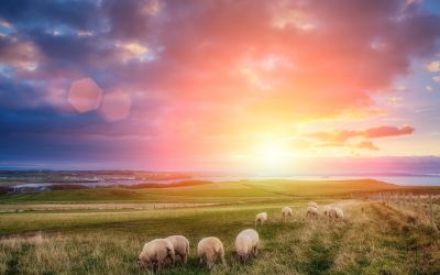 Life More Abundantly