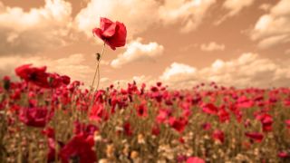 “No Good Deed Goes Unpunished”