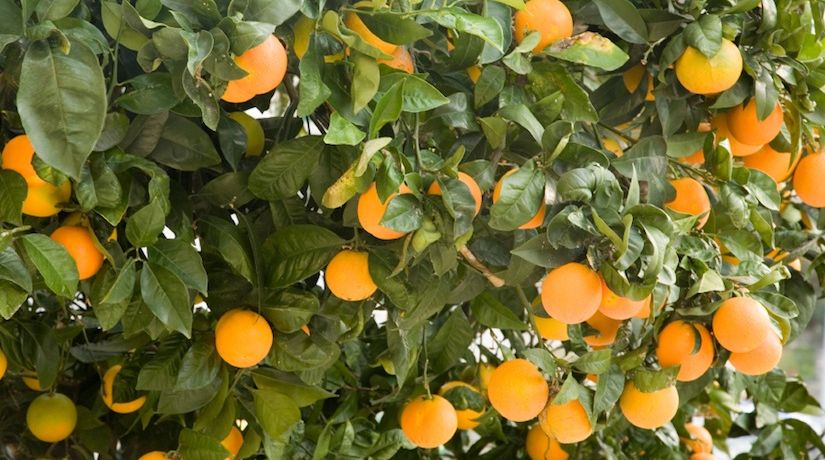 The Fruit of the Spirit