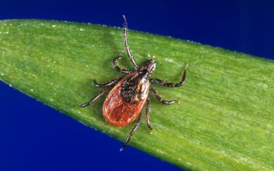 Why Did God Make Ticks?