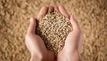 Types of Sacrifice in the Bible and What They Mean for Us, grain offering