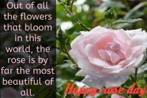 happy rose day status 2022