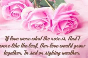 happy rose day wishes quotes