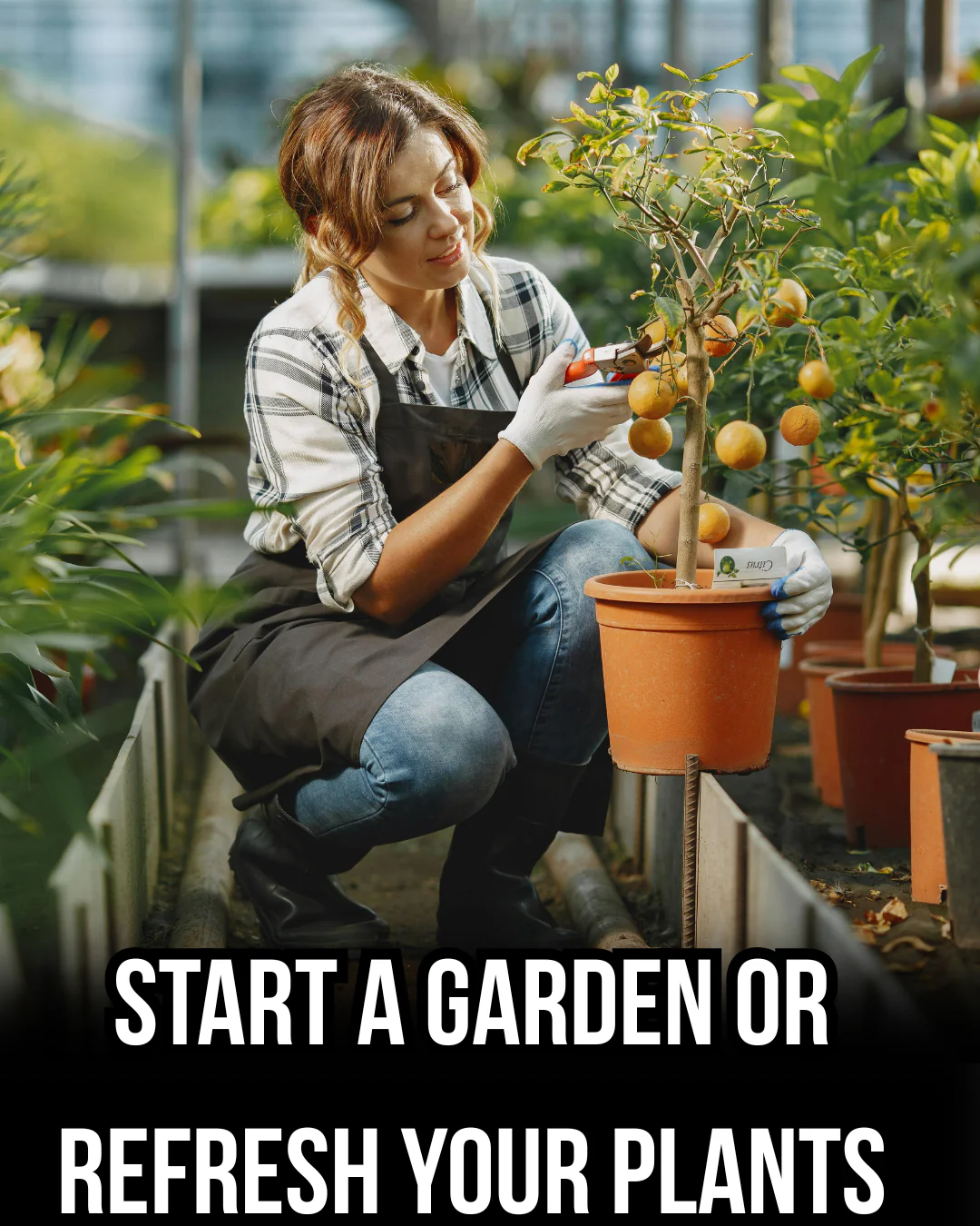 Start a Garden or Refresh Your Plants